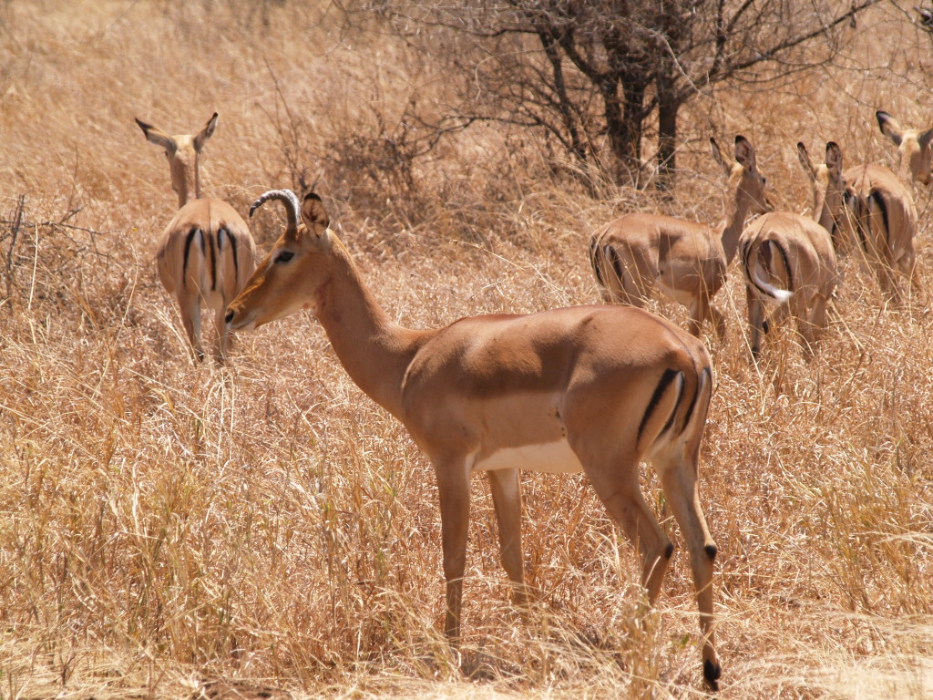 Tanzania, the antelopes – Robert of Arabia